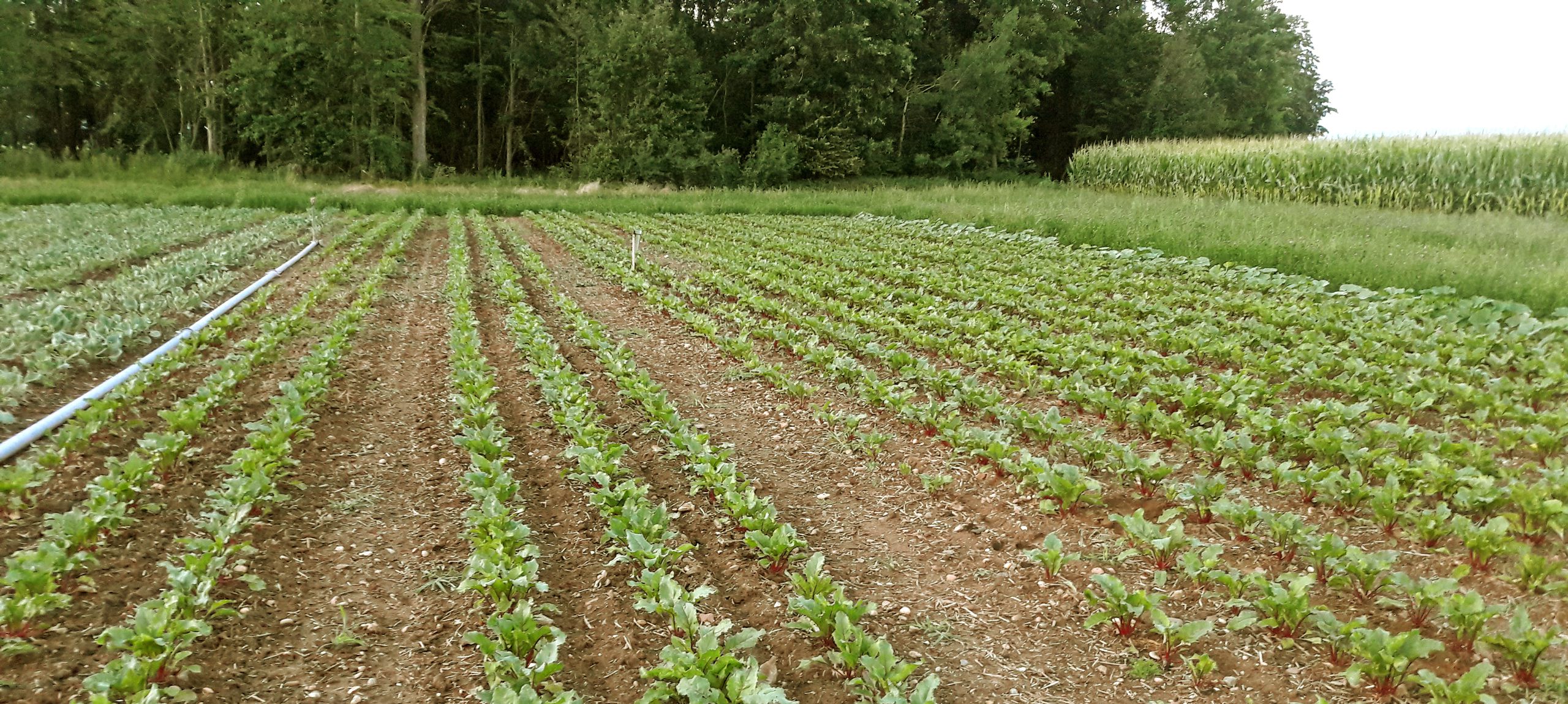 Biohof Arzberger Salatanbau auf dem Feld
