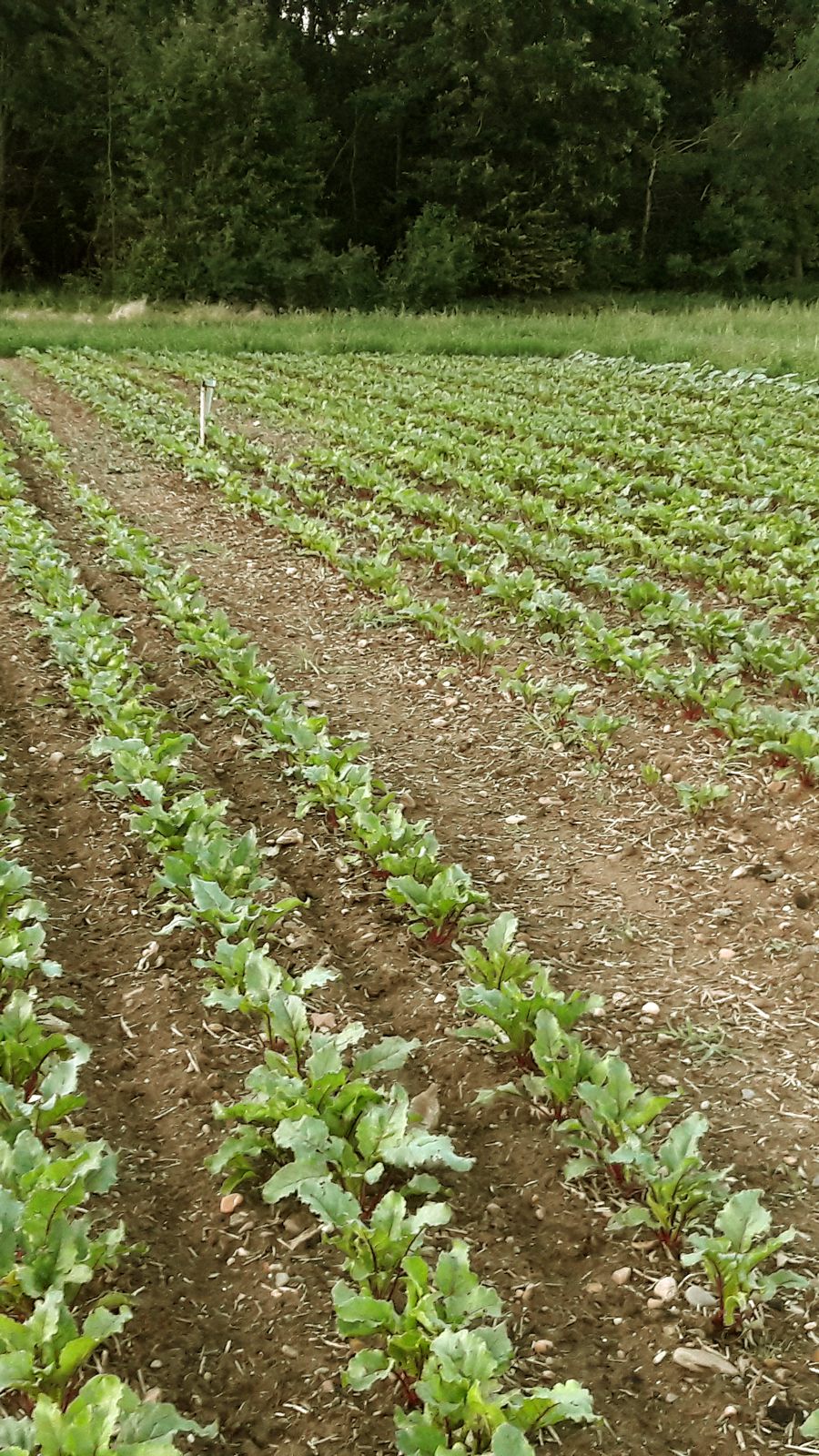 Salatanbau auf dem Feld