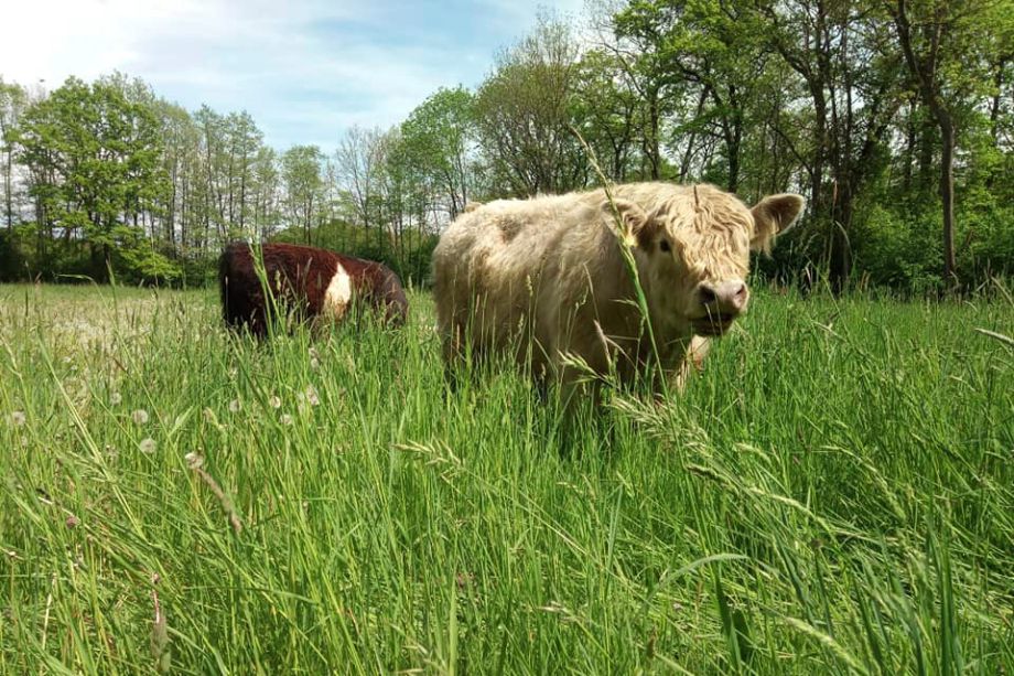 Tierhaltung beim Biohof Arzberger: Galloways auf der Wiese im Sommer 