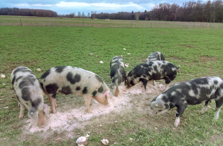 Schweinerasse Bunte Bentheimer beim Futter fressen auf der Wiese
