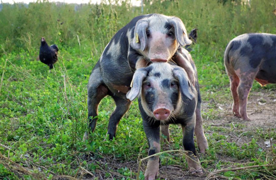 Schweinerasse Bunte Bentheimer auf der Wiese im Sommer